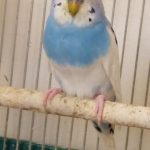 セキセイインコ スカイブルー