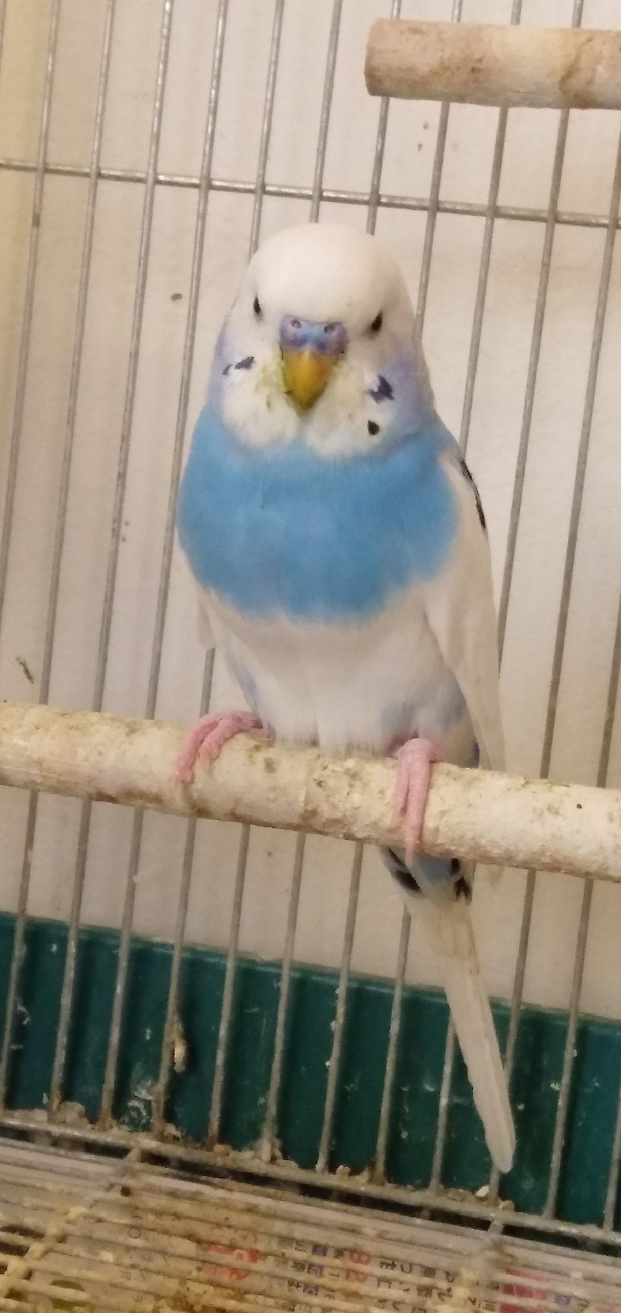 セキセイインコ スカイブルー