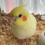 ルーちゃんよろしく