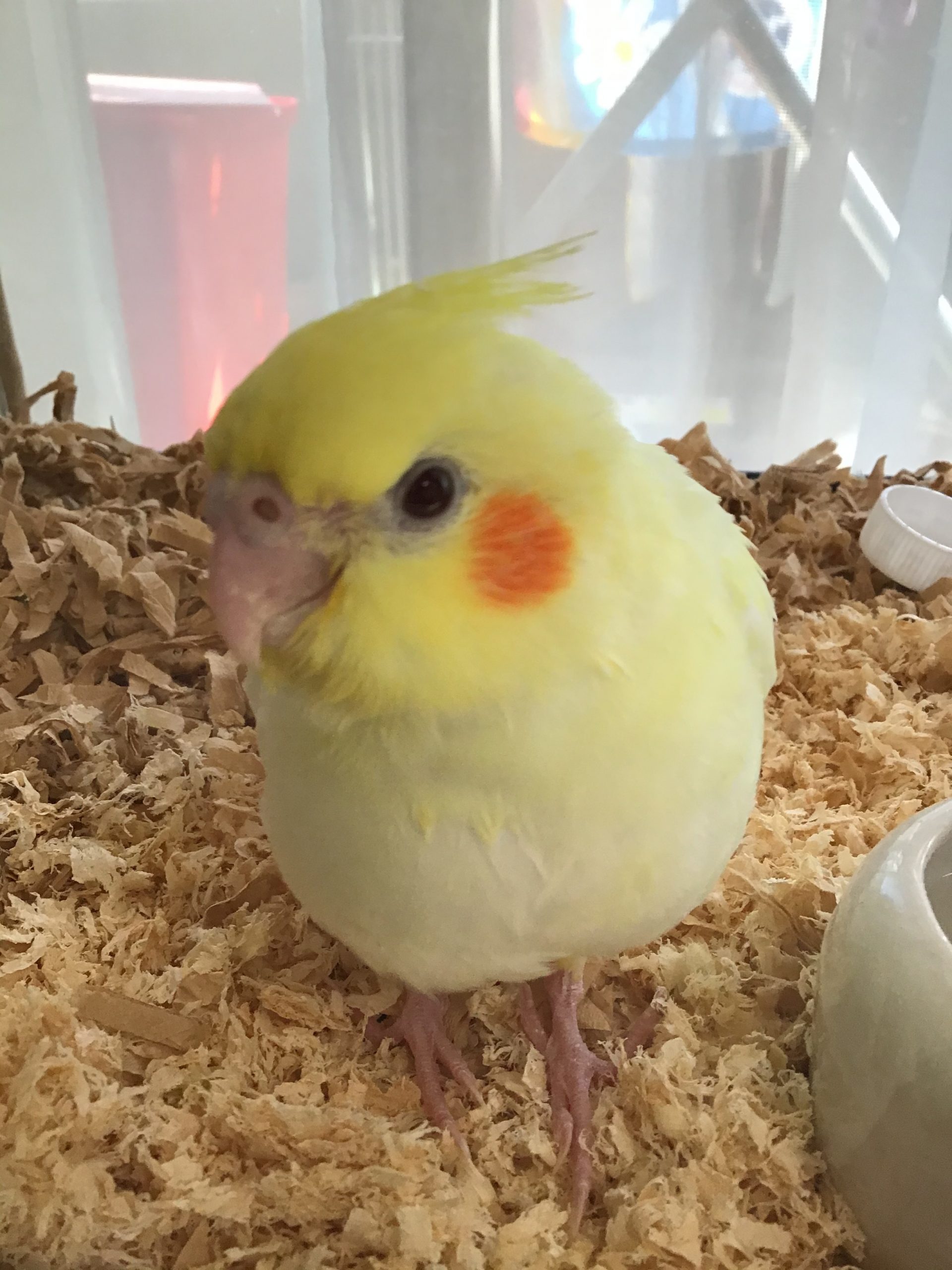 ルーちゃんよろしく