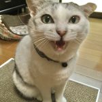 雑種のソアちゃんでーす！