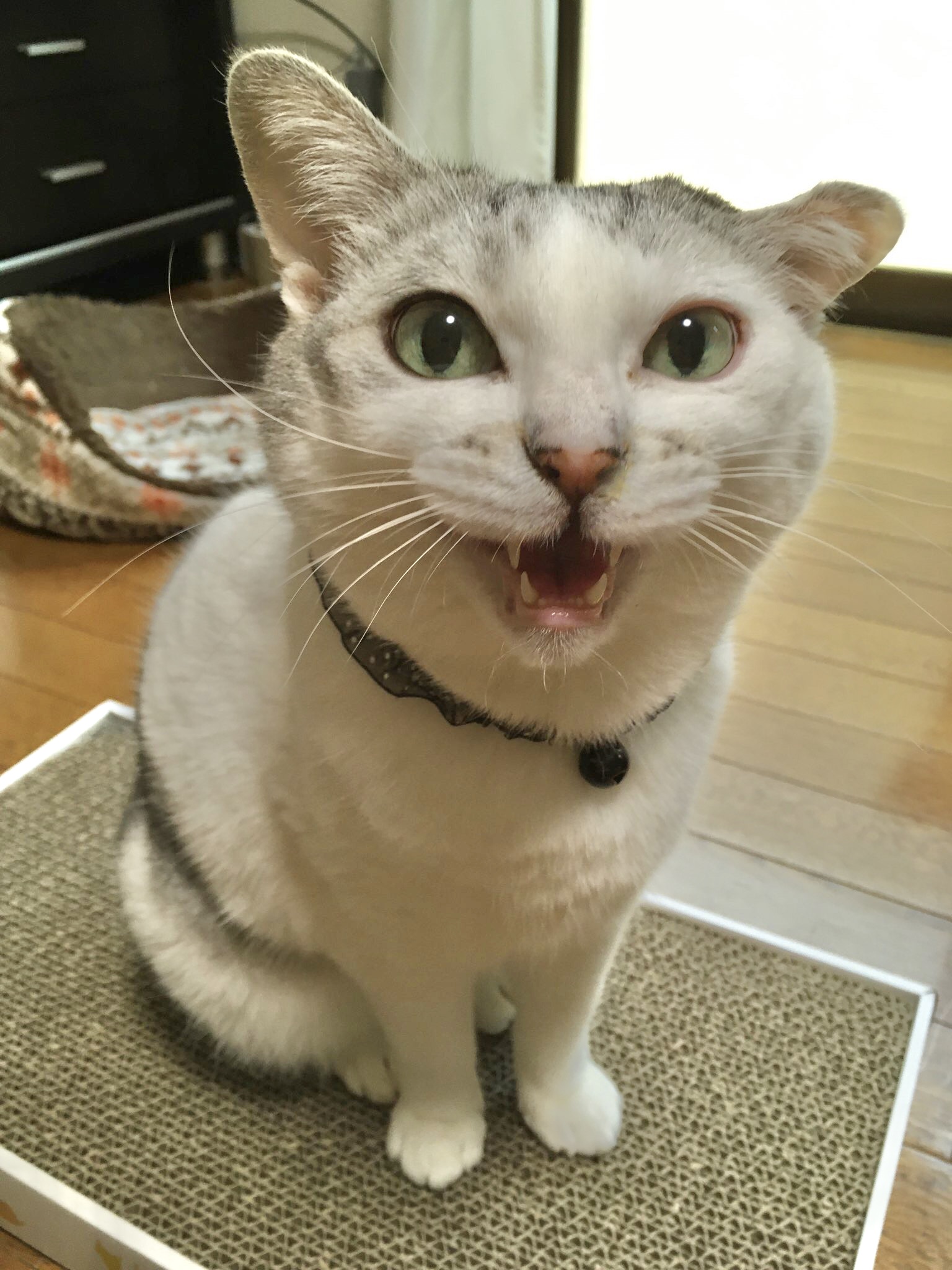 雑種のソアちゃんでーす！
