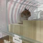 はむみです！