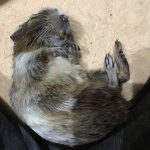 デグー
