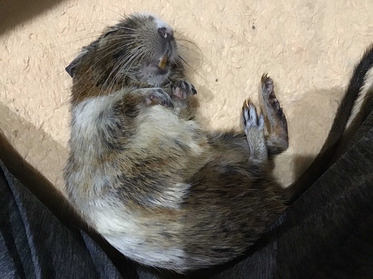 デグー