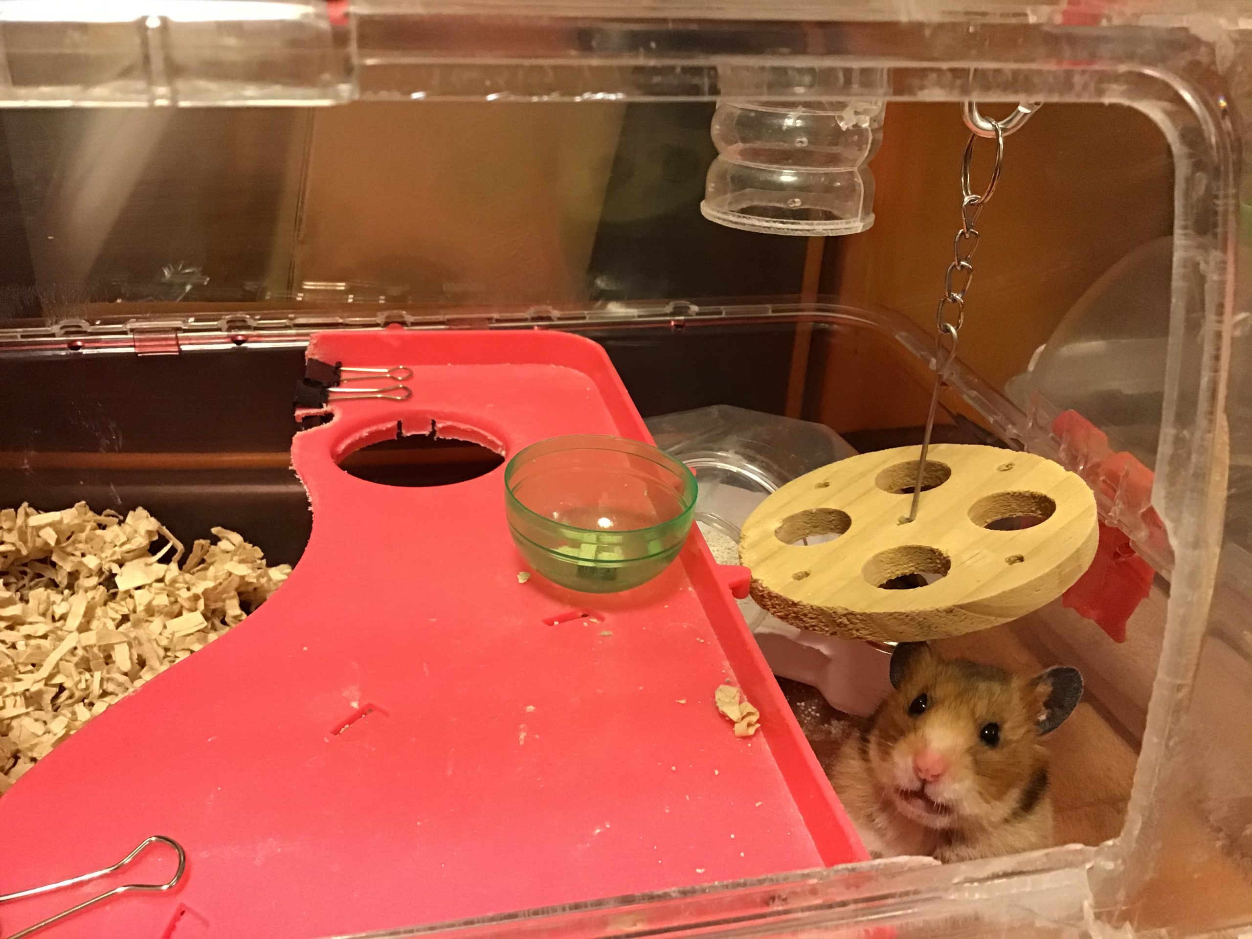 ももちゃん