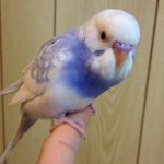 蘭ちゃん！新しい家族～！