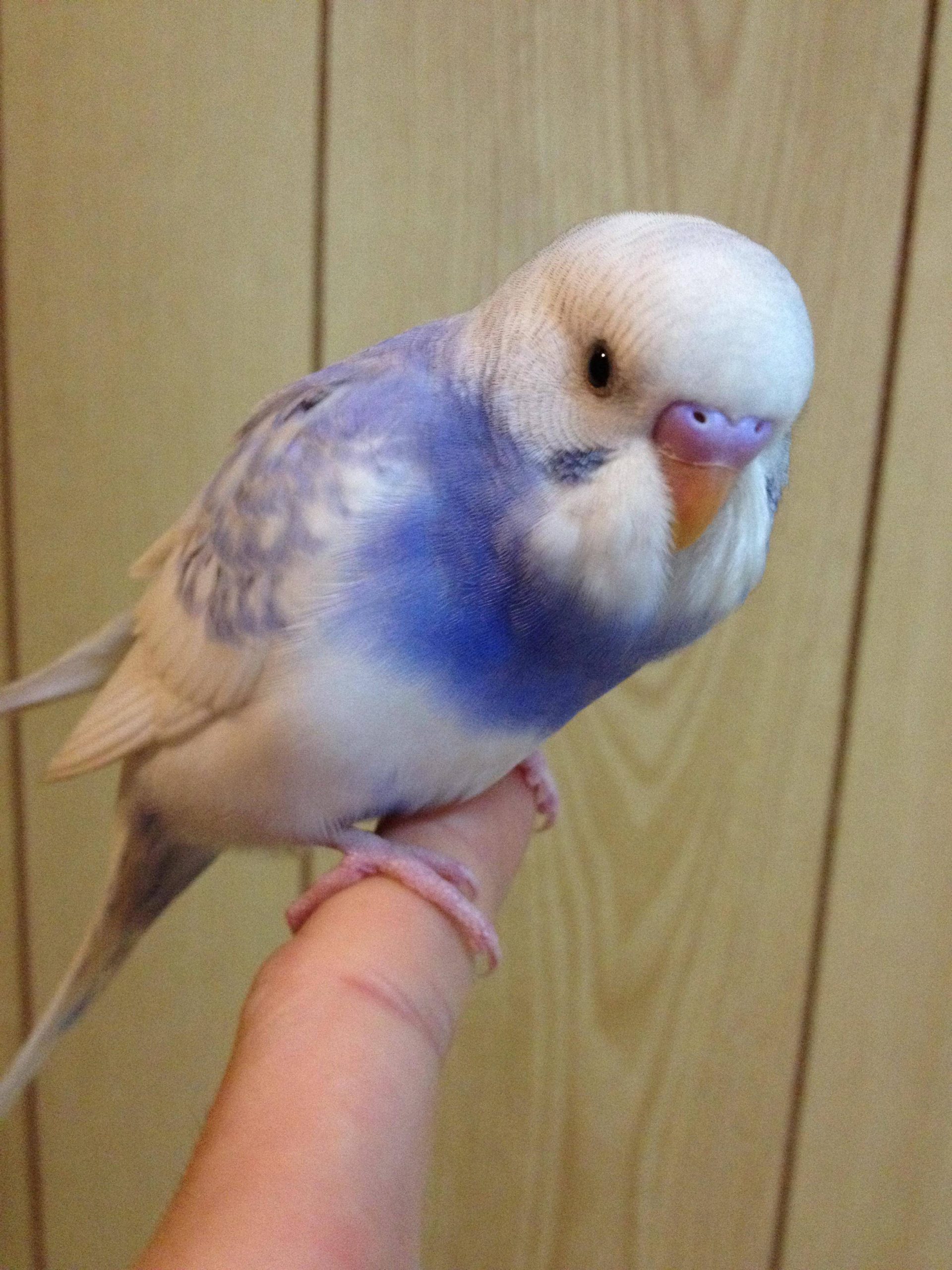 蘭ちゃん!新しい家族~!