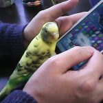 セキセイインコ・松ちゃんの母親！