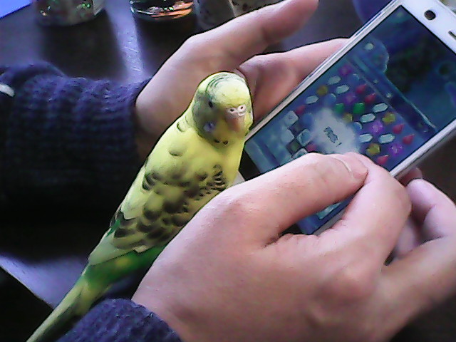 セキセイインコ・松ちゃんの母親!