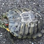 かめたろう　アカウミガメ