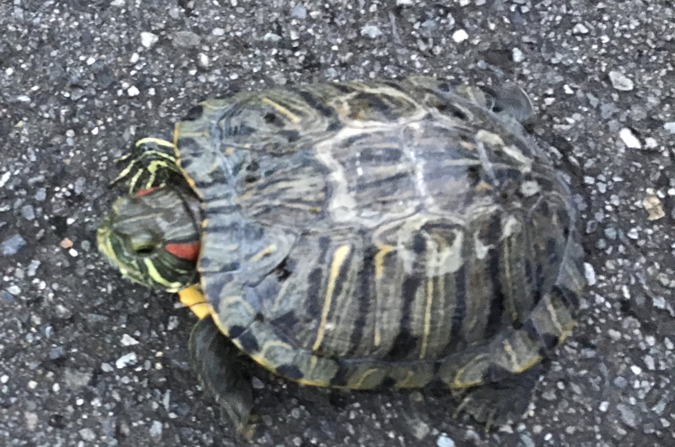 かめたろう アカウミガメ