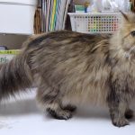 ペルシャのタイちゃん７歳です