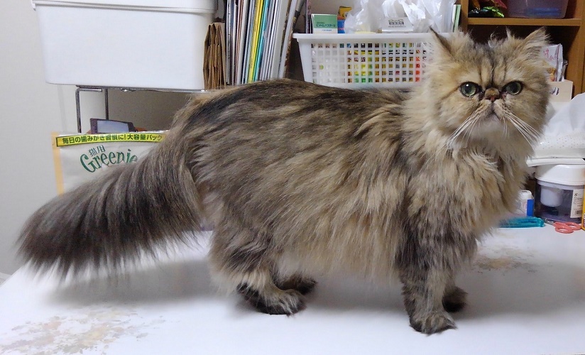 ペルシャのタイちゃん7歳です