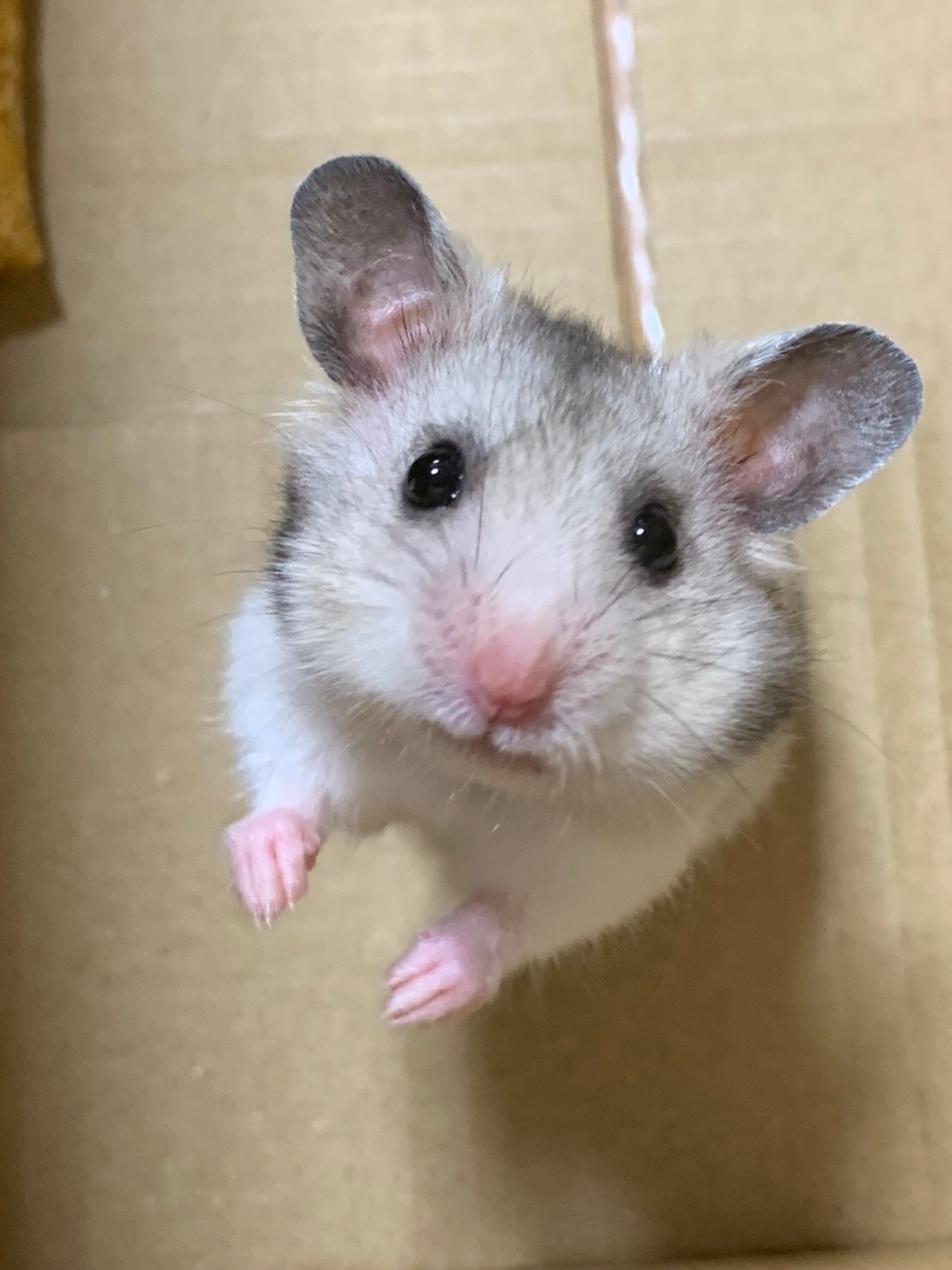 ハムスターのごましお