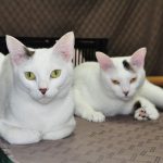 猫のシーとラーラ・仲良し