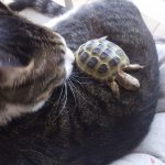ロシアリクガメのりくちゃん猫とコラボ！