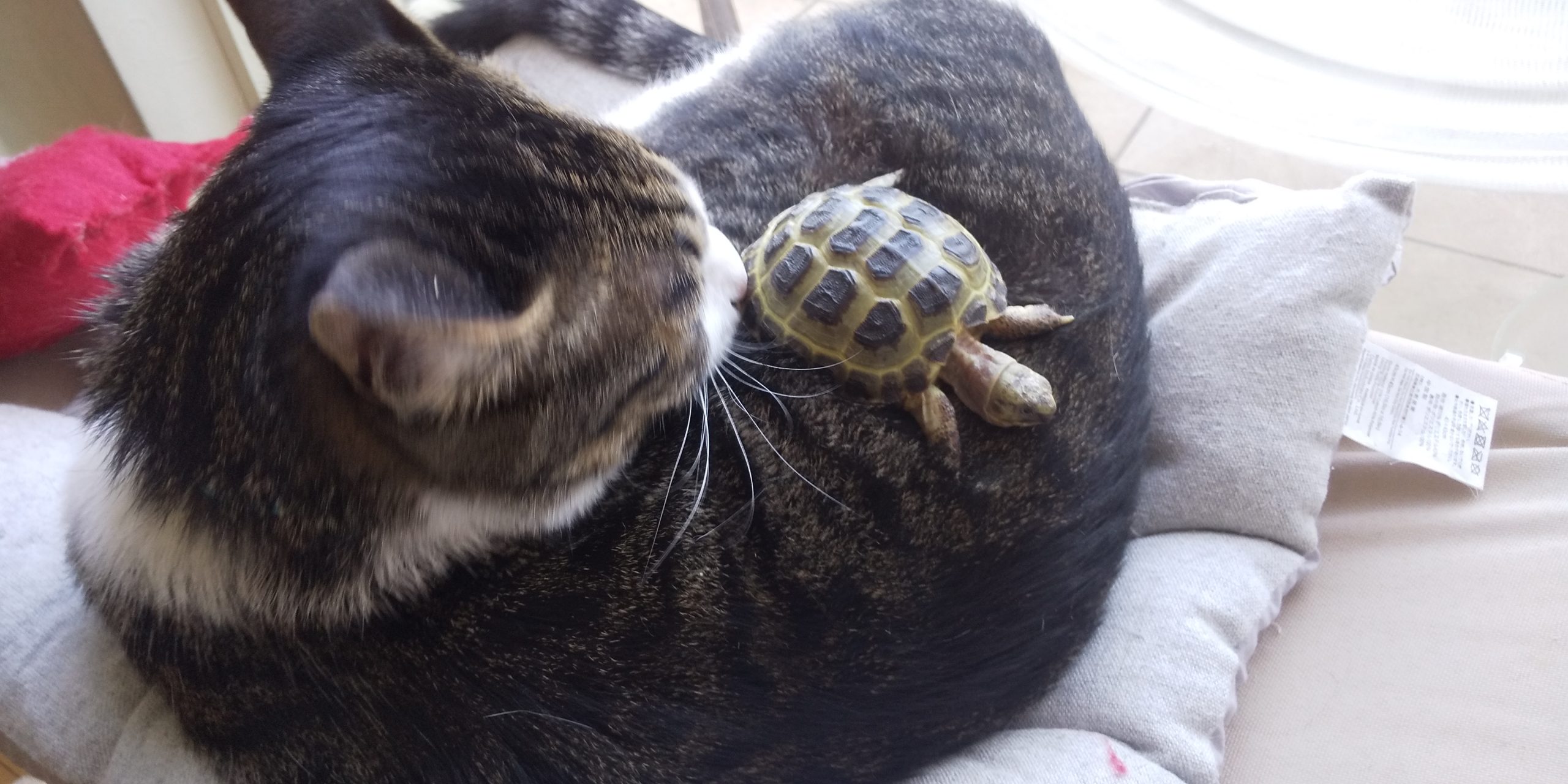ロシアリクガメのりくちゃん猫とコラボ!