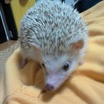 ハリネズミのぺろ君