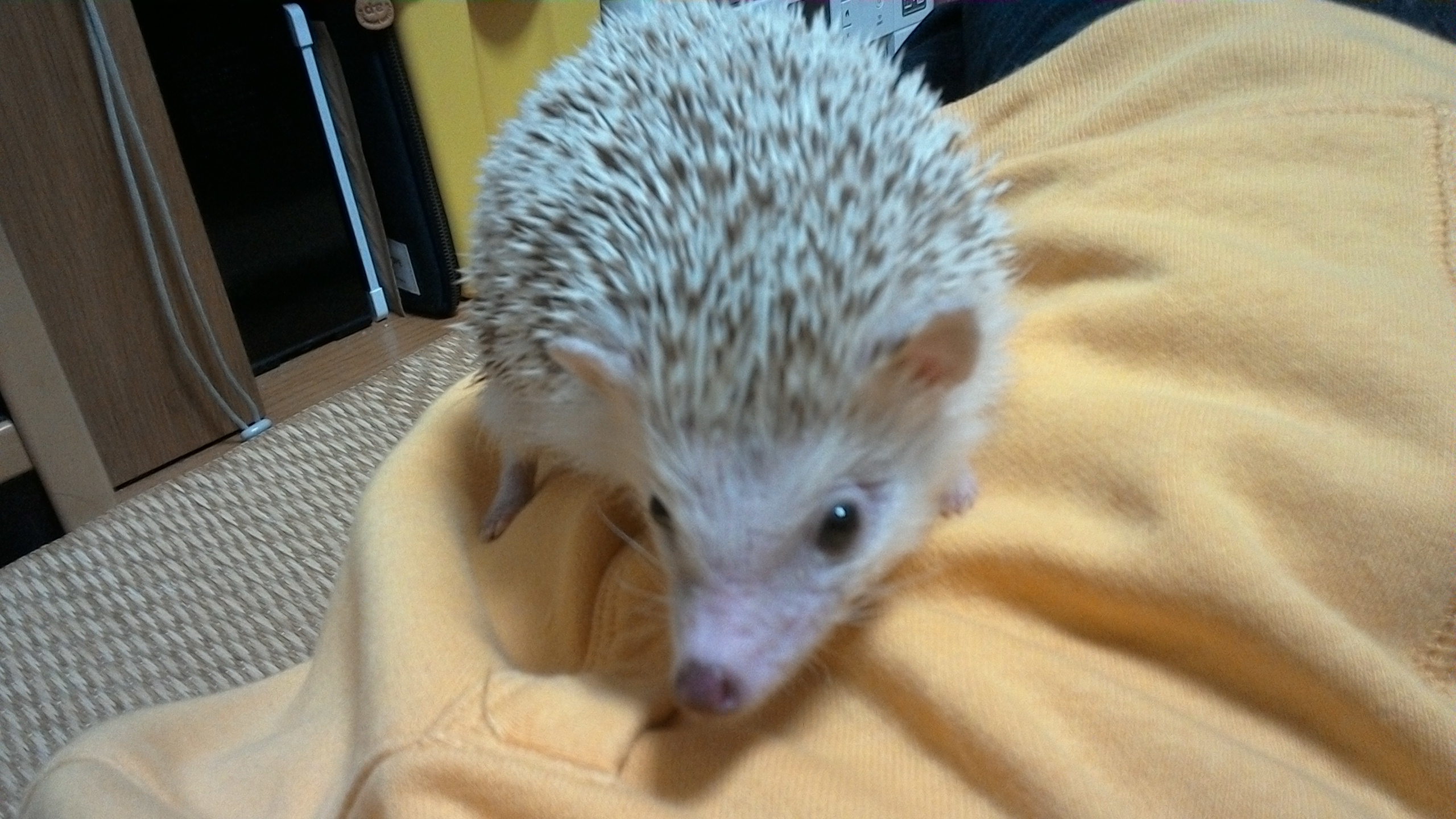ハリネズミのぺろ君