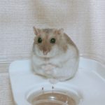 ジャンガリアンハムスター  ここちゃん
