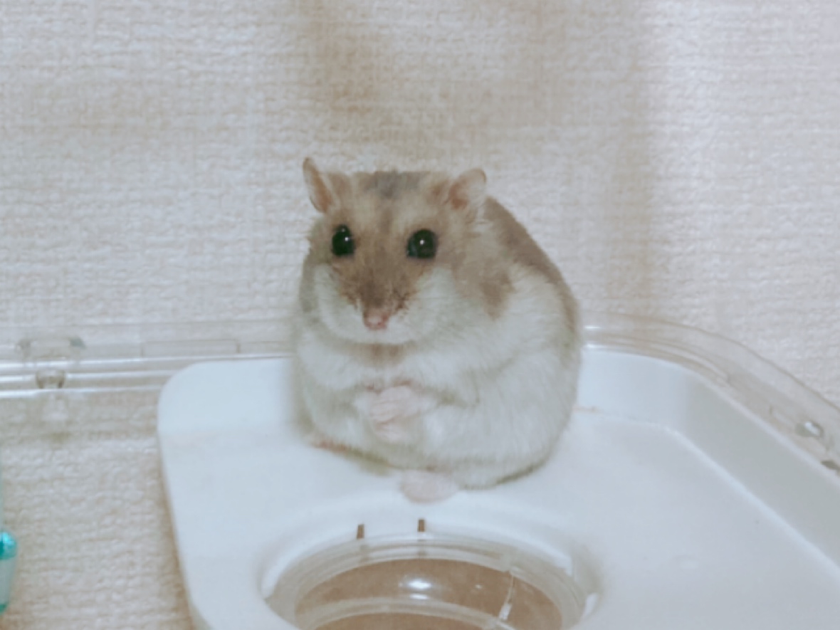 ジャンガリアンハムスター ここちゃん