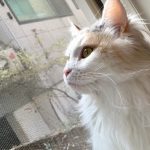 メインクーンのjajaだよ～
