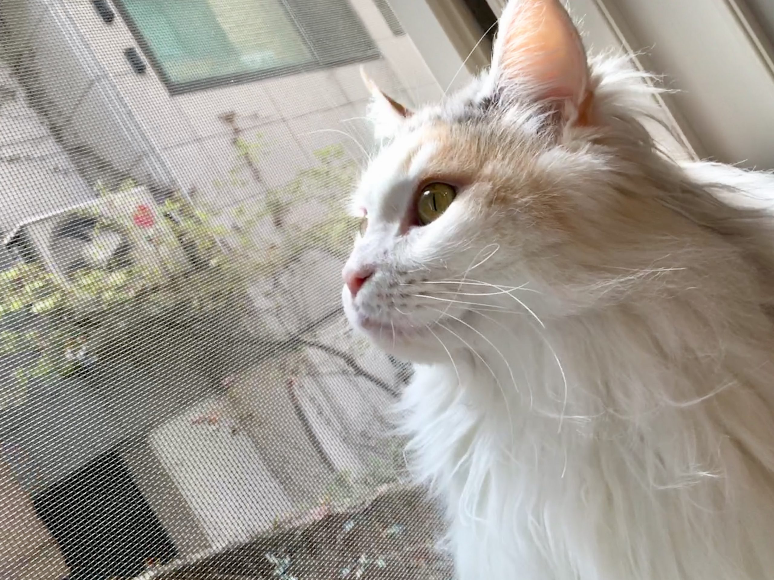 メインクーンのjajaだよ~