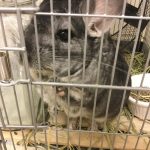 まるたろう   チンチラ