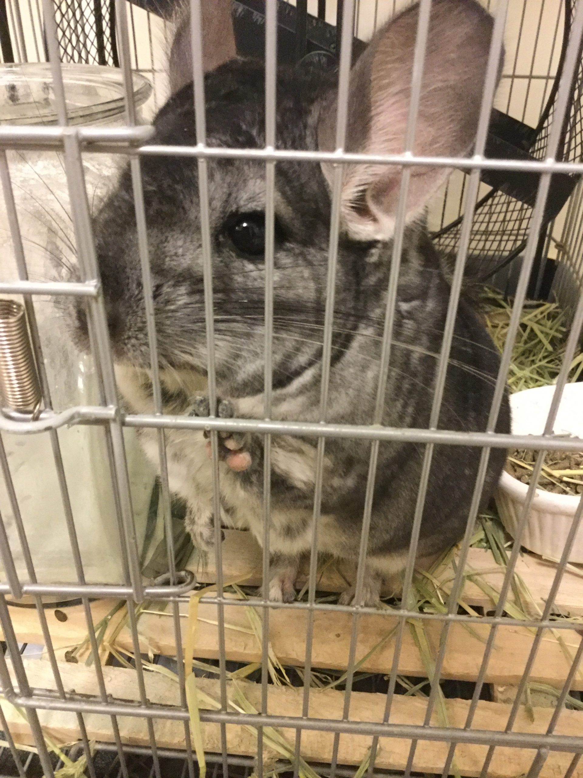 まるたろう チンチラ