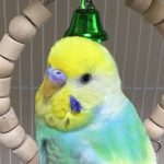セキセイインコの「ハロ」ちゃん！