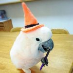 おうむのおむくん！