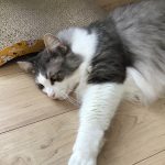 はんさむフッサール