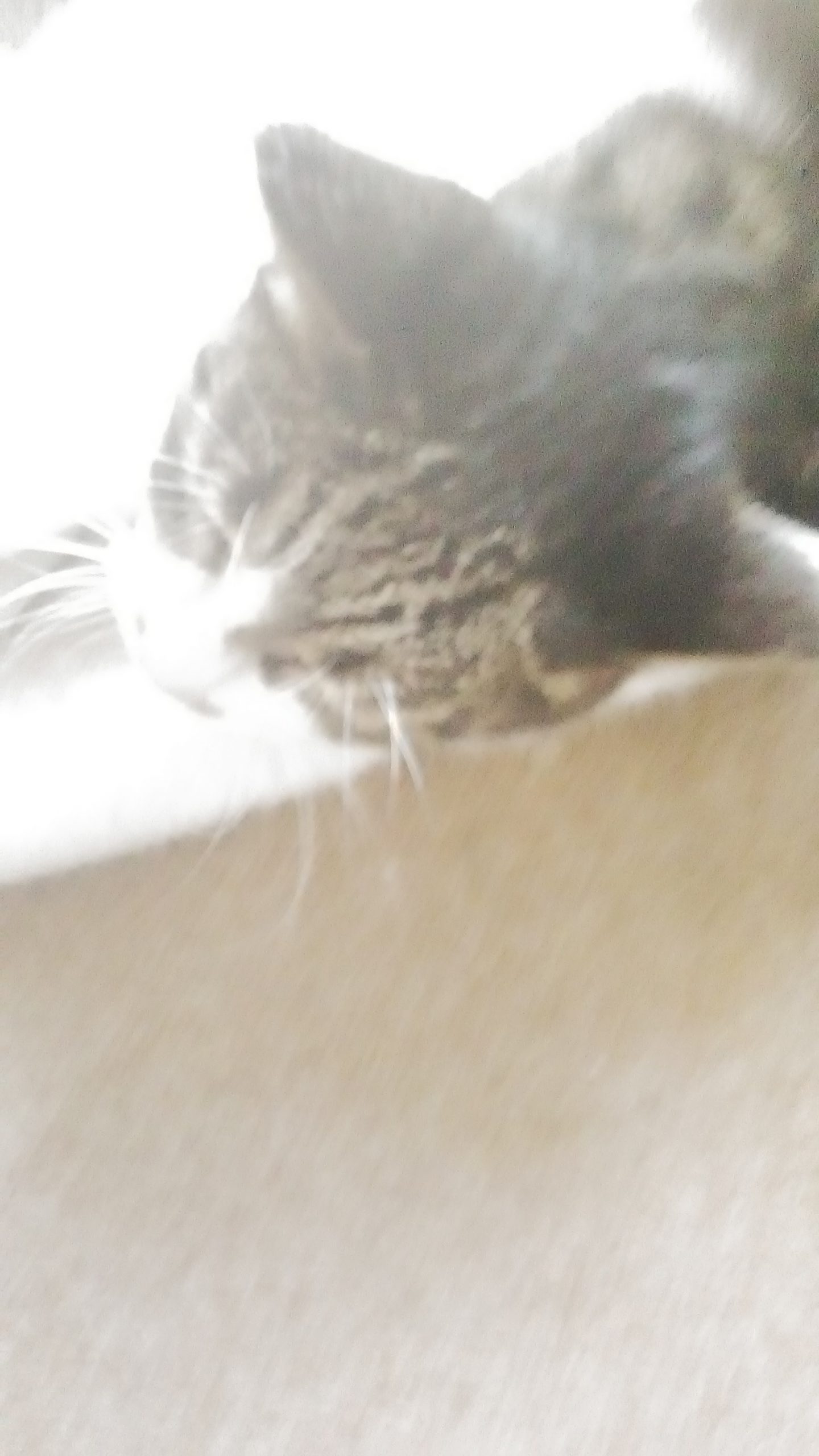 ニャンニャン♪