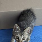 拾った子猫です