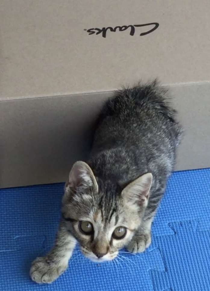 拾った子猫です
