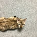 ベンガル猫のルナちゃん　今日も元気