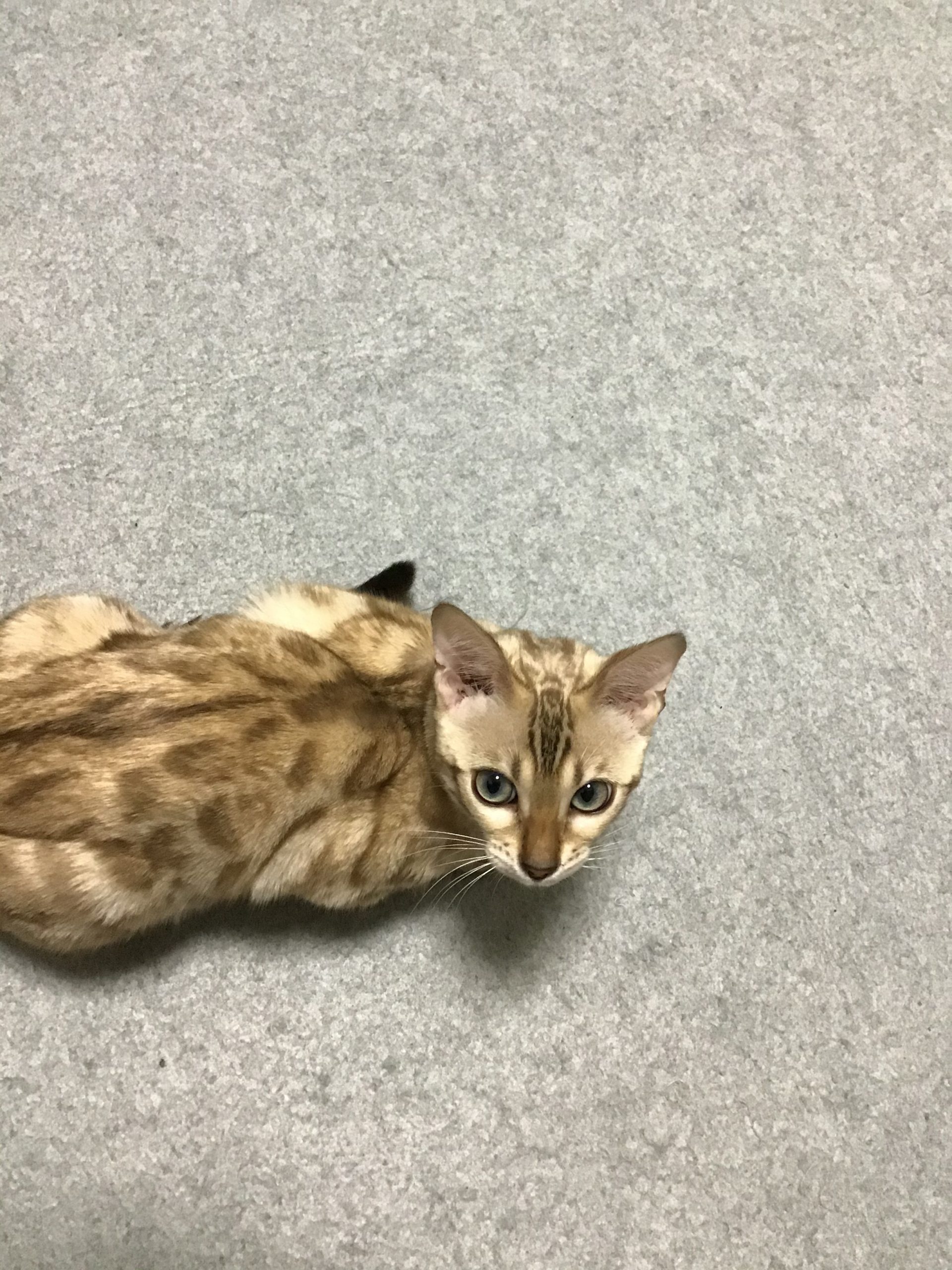 ベンガル猫のルナちゃん　今日も元気