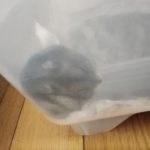 ジャンガリアンハムスターのまめちゃん