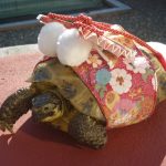 散歩と暖かいお風呂大好きな「カメリィ」
