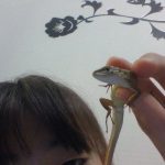 カナヘビの梅ちゃん