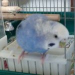 セキセイインコのぶんです！