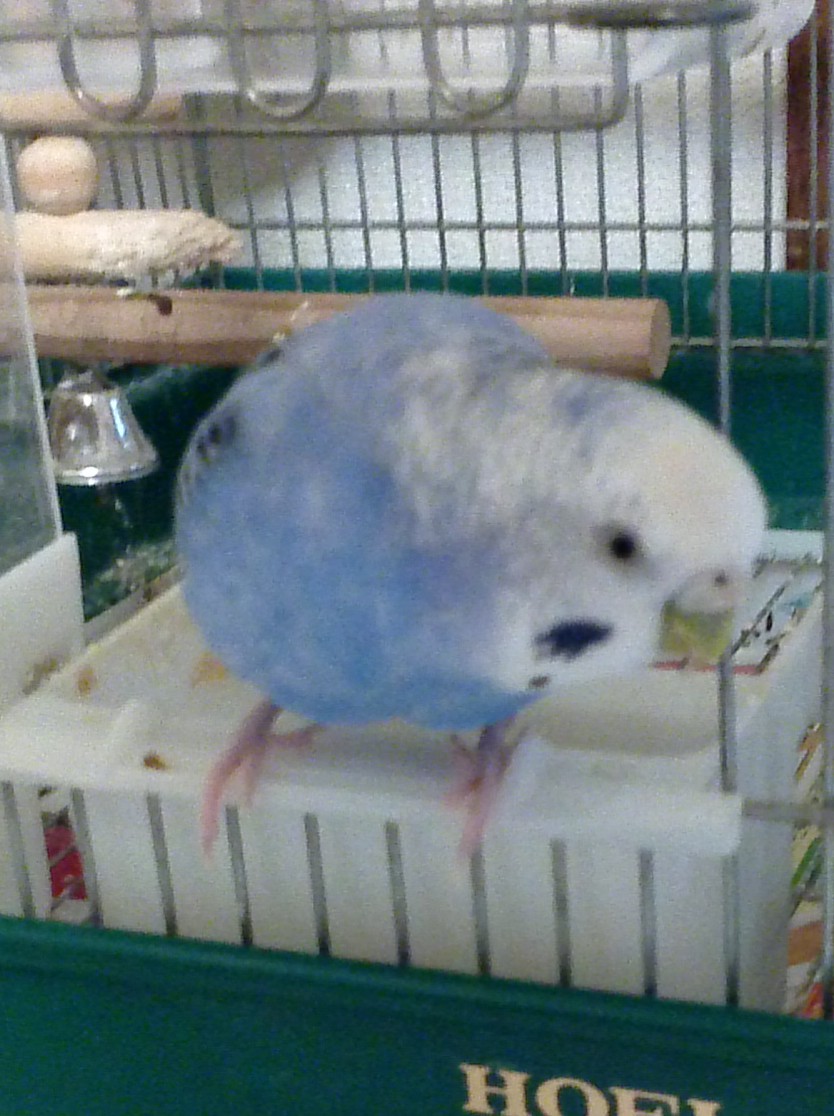 セキセイインコのぶんです!