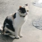 猫のチロです！
