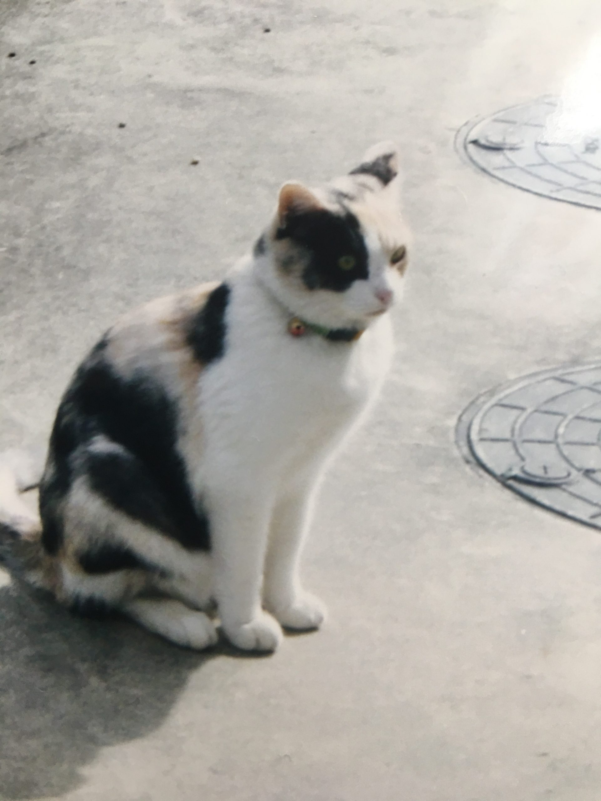猫のチロです!