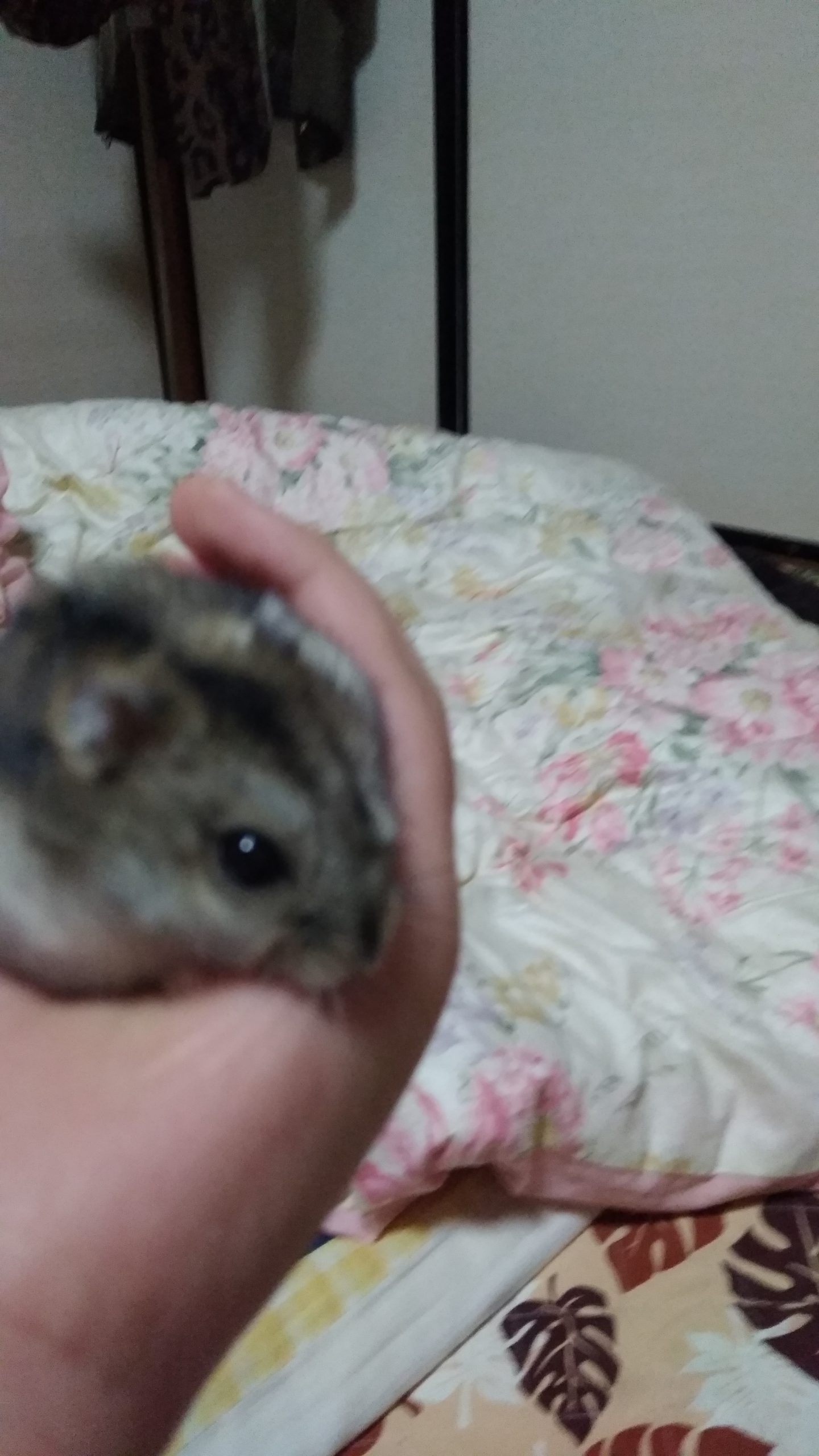 だいふく