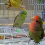 なかよしインコのぴいち・ぱある・とわ