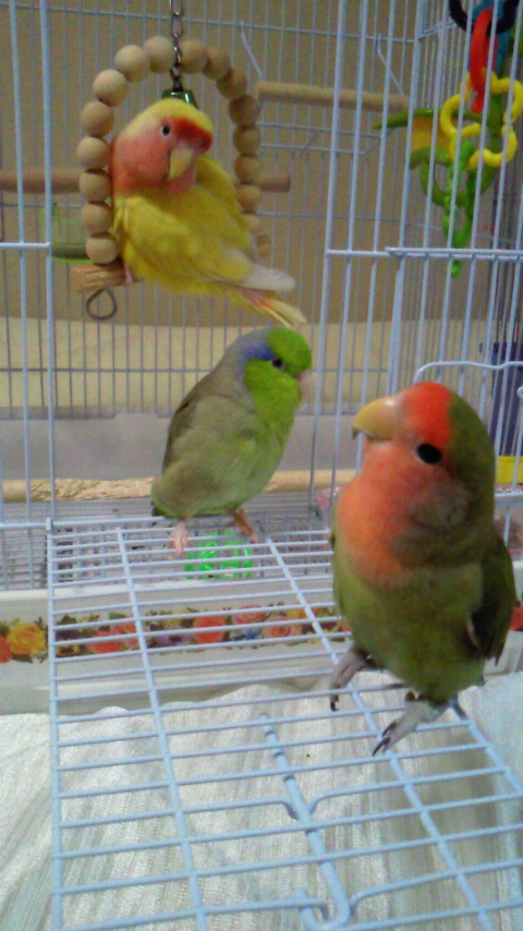 なかよしインコのぴいち・ぱある・とわ