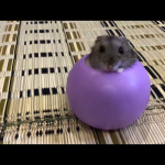 ジャンガリアンハムスター　　　くろちゃん