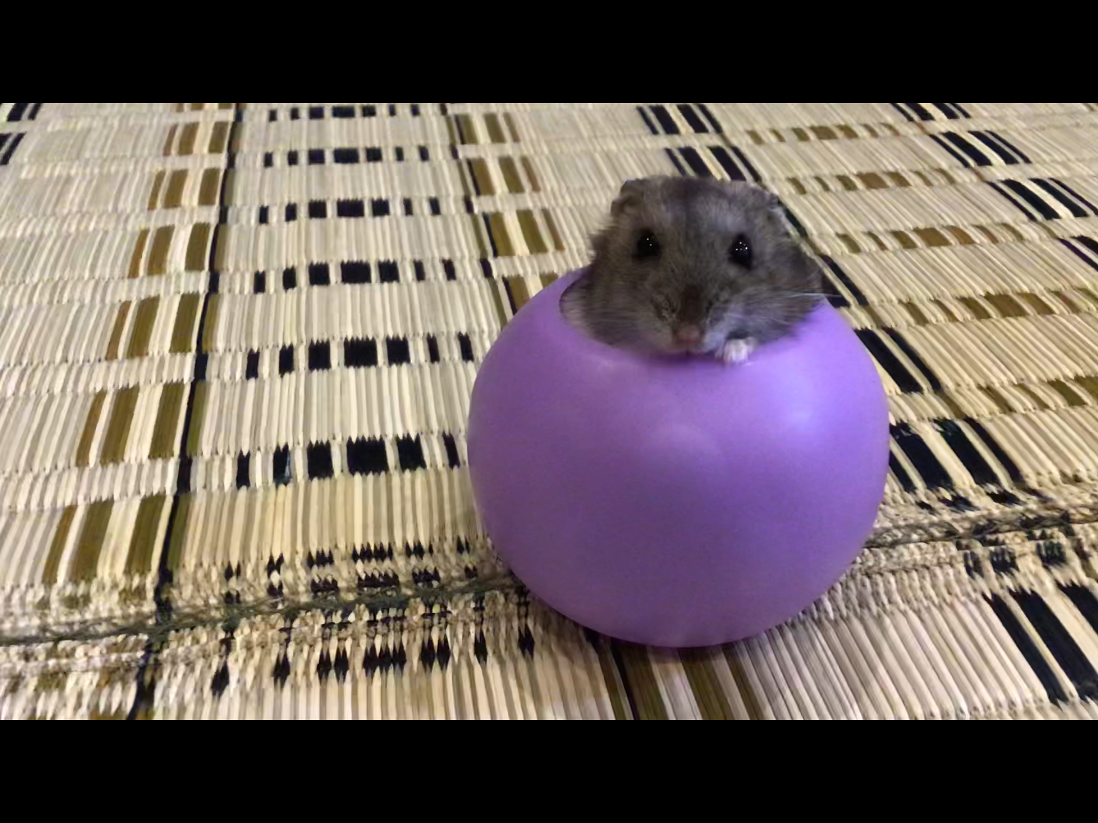 ジャンガリアンハムスター くろちゃん